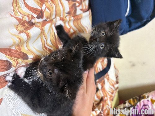 ���˳��ۼ�ֻСè