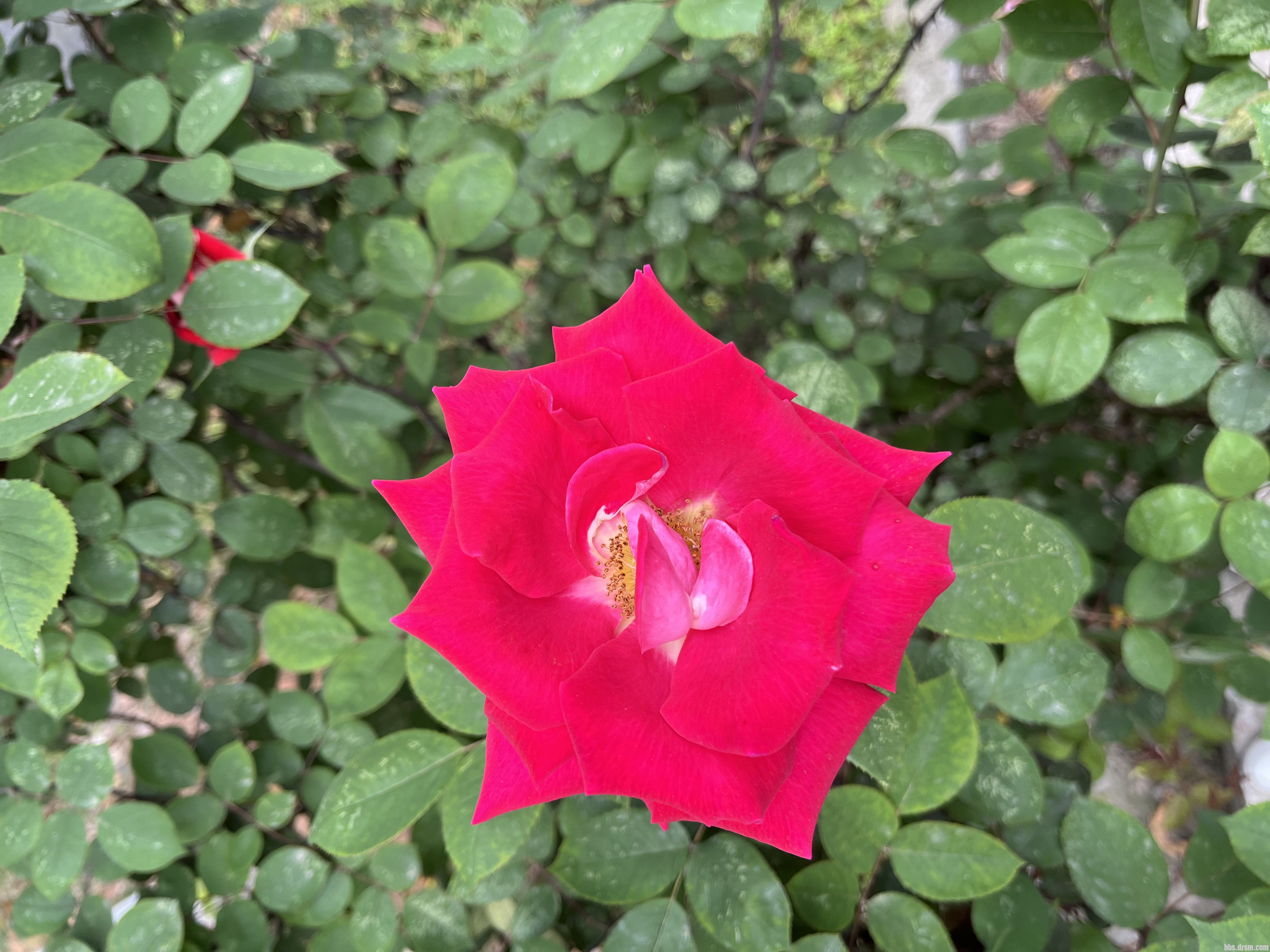 IMG_2854.jpeg