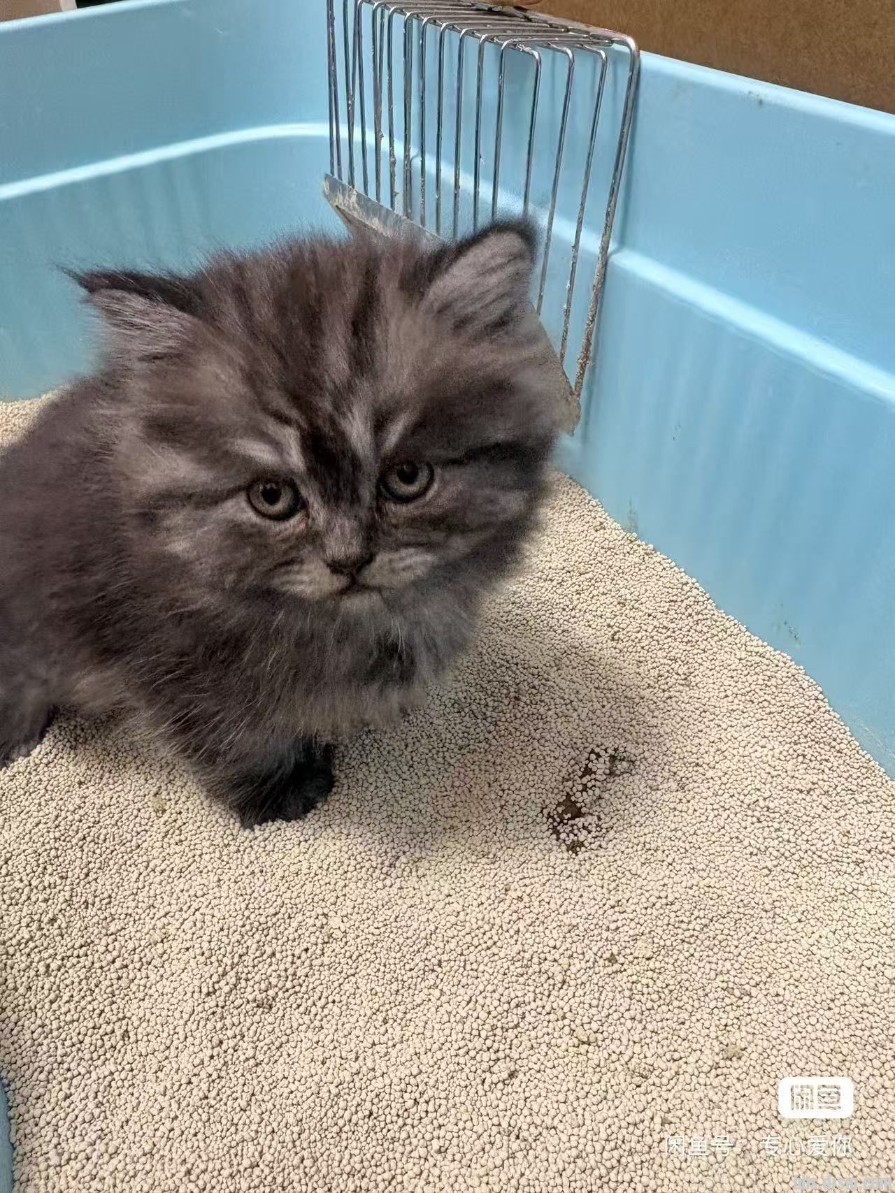�Ұ�����ʿ����